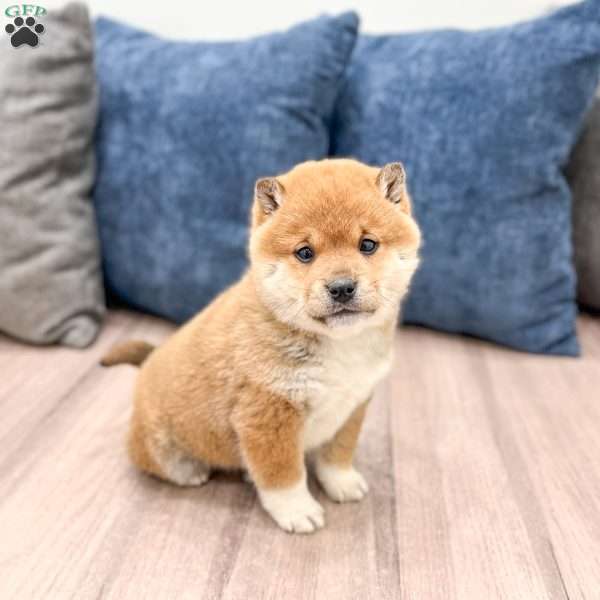 Kingsley, Shiba Inu Puppy