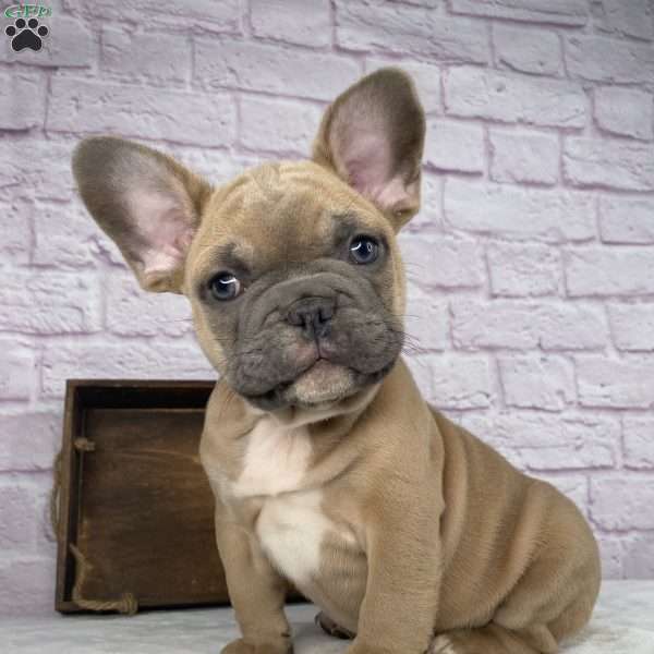Bently, French Bulldog Puppy