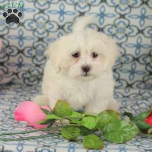 Custard, Maltipoo Puppy