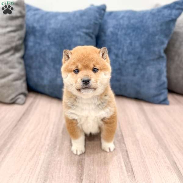 Kingsley, Shiba Inu Puppy
