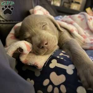 Gabby, Silver Labrador Retriever Puppy