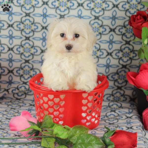 Crisco, Maltipoo Puppy