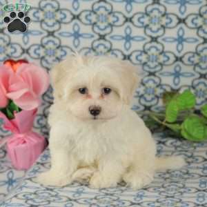 Crisco, Maltipoo Puppy