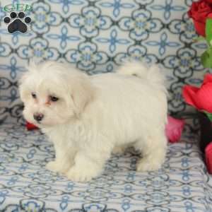 Crisco, Maltipoo Puppy