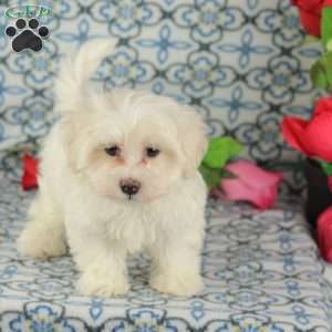 Crisco, Maltipoo Puppy