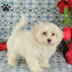 Crisco, Maltipoo Puppy