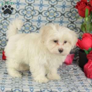 Crisco, Maltipoo Puppy
