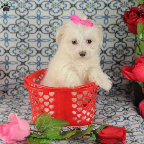Cupcake, Maltipoo Puppy