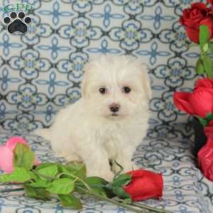 Cupcake, Maltipoo Puppy