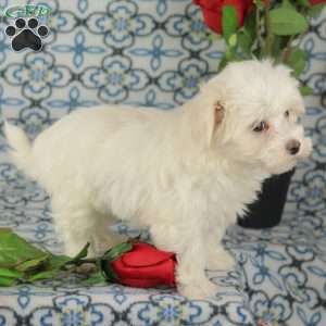 Cupcake, Maltipoo Puppy