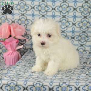 Cupcake, Maltipoo Puppy