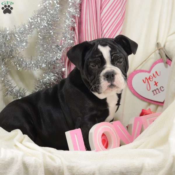 Tater Tot, English Bulldog Mix Puppy