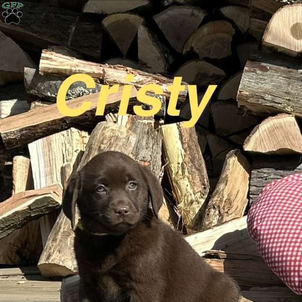 Cristy, Chocolate Labrador Retriever Puppy
