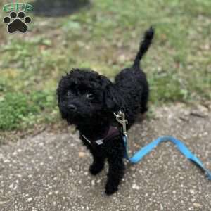 Marcie, Yorkie Puppy