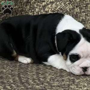 Valentine, English Bulldog Mix Puppy