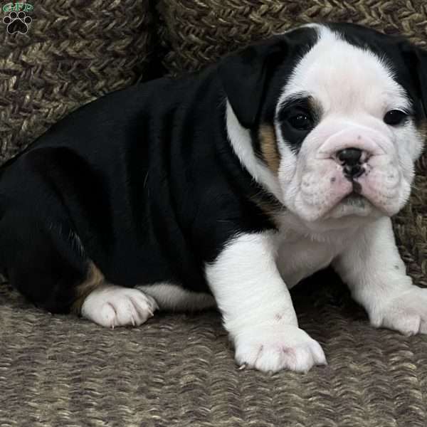 Valentine, English Bulldog Mix Puppy