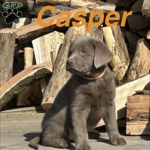 Casper, Silver Labrador Retriever Puppy