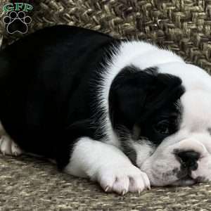 Daisy, English Bulldog Mix Puppy