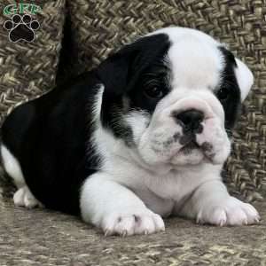 Daisy, English Bulldog Mix Puppy