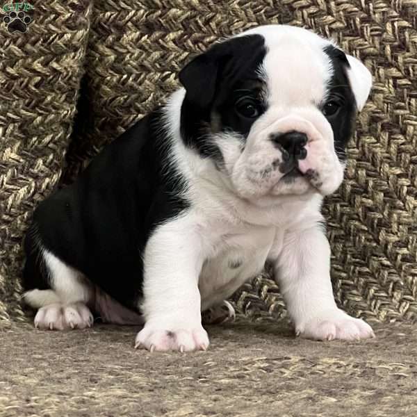 Daisy, English Bulldog Mix Puppy