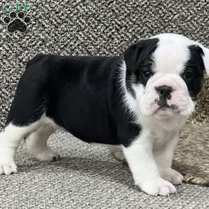 Daisy, English Bulldog Mix Puppy
