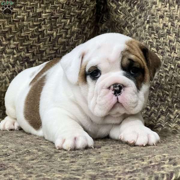 Dandy, English Bulldog Mix Puppy