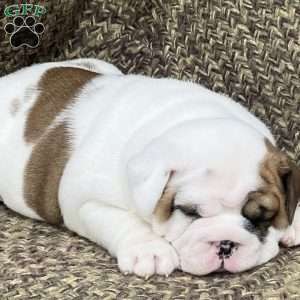 Dandy, English Bulldog Mix Puppy