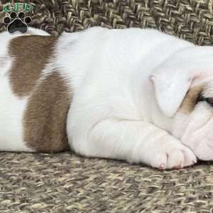 Dandy, English Bulldog Mix Puppy