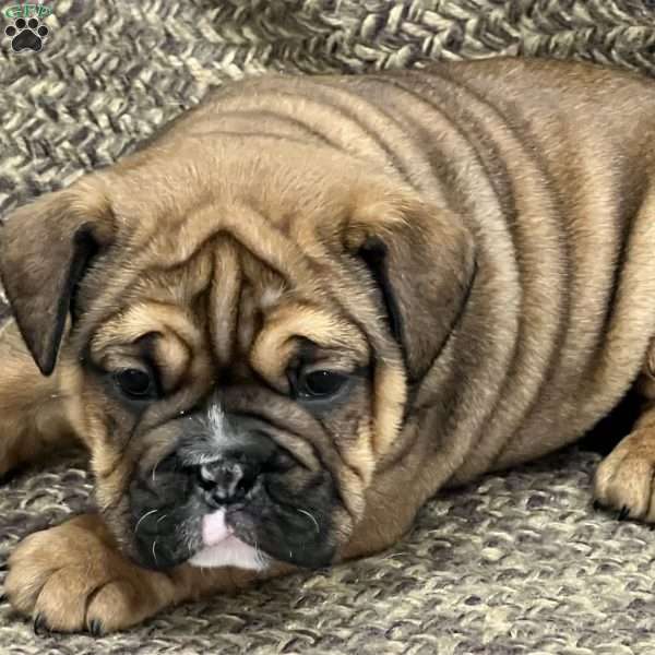 Rosie, English Bulldog Mix Puppy