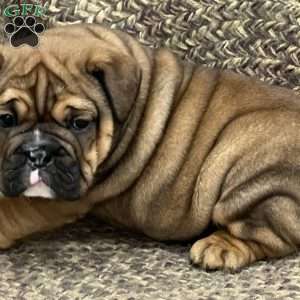 Rosie, English Bulldog Mix Puppy