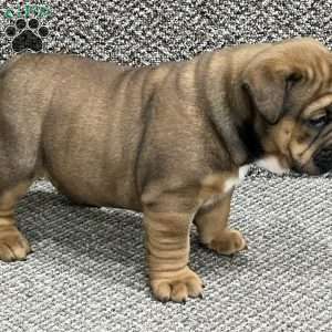 Rosie, English Bulldog Mix Puppy
