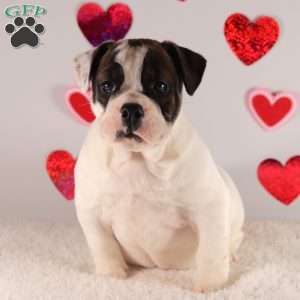 Sweetheart, English Bulldog Puppy