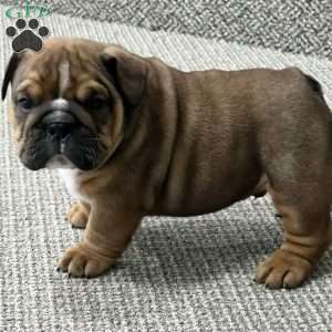 Beau, English Bulldog Mix Puppy