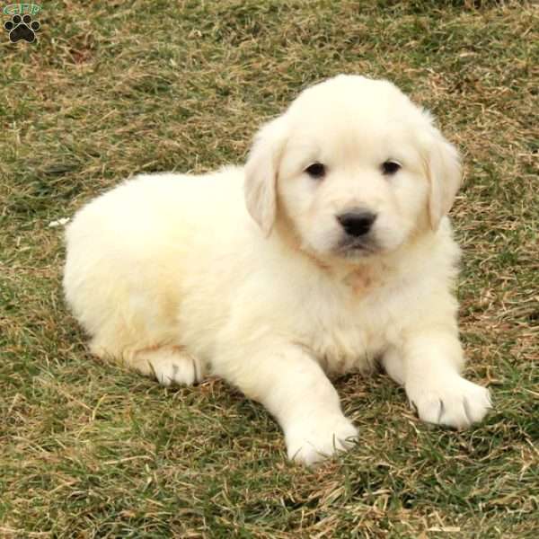 Ian, English Cream Golden Retriever Puppy