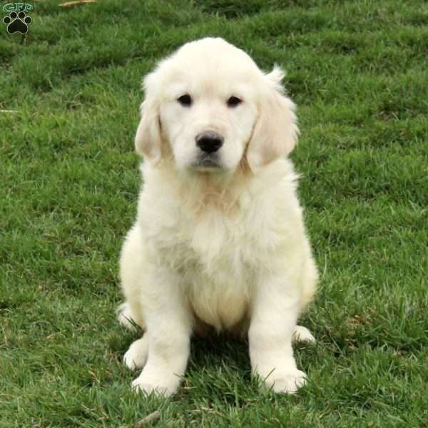 Ian, English Cream Golden Retriever Puppy