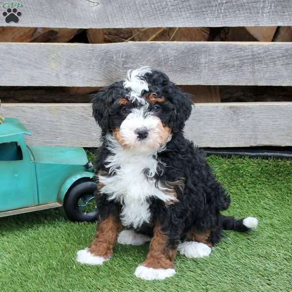Ian, Mini Bernedoodle Puppy