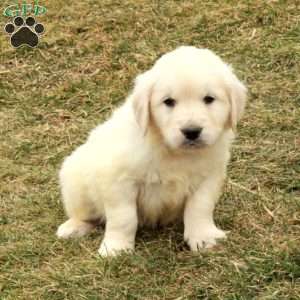 Ian, English Cream Golden Retriever Puppy