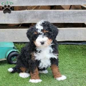 Ian, Mini Bernedoodle Puppy