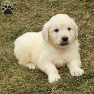 Ian, English Cream Golden Retriever Puppy