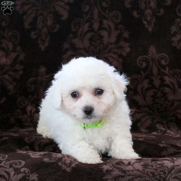 Icee, Bichon Frise Puppy