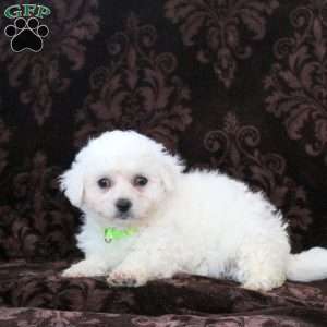 Icee, Bichon Frise Puppy