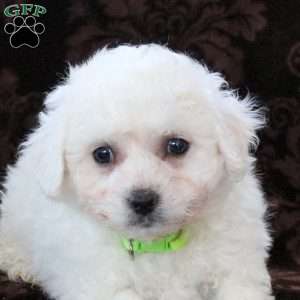 Icee, Bichon Frise Puppy