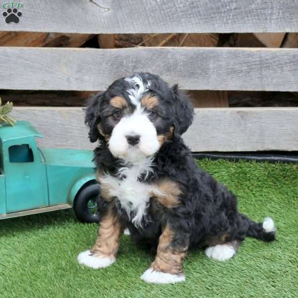 Icy, Mini Bernedoodle Puppy