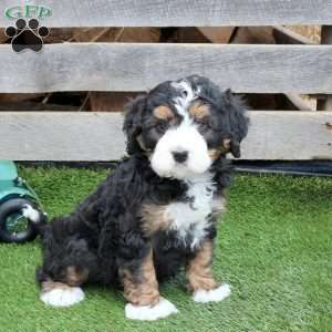 Icy, Mini Bernedoodle Puppy