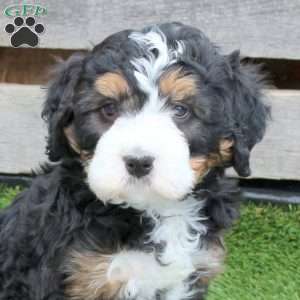 Icy, Mini Bernedoodle Puppy