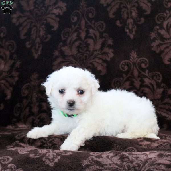 Iggy, Bichon Frise Puppy