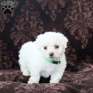 Iggy, Bichon Frise Puppy