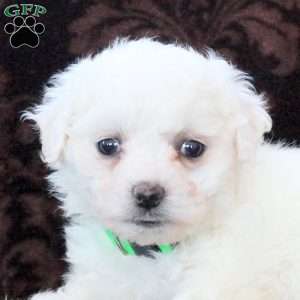 Iggy, Bichon Frise Puppy