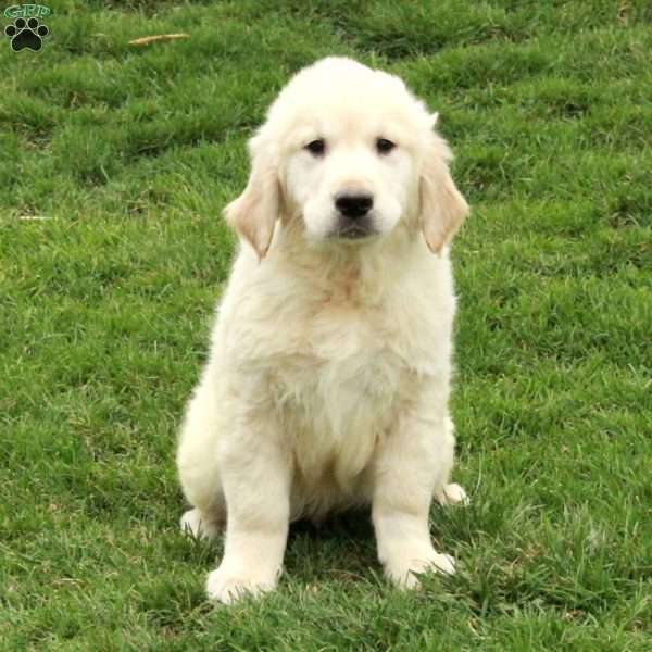 Iggy, English Cream Golden Retriever Puppy