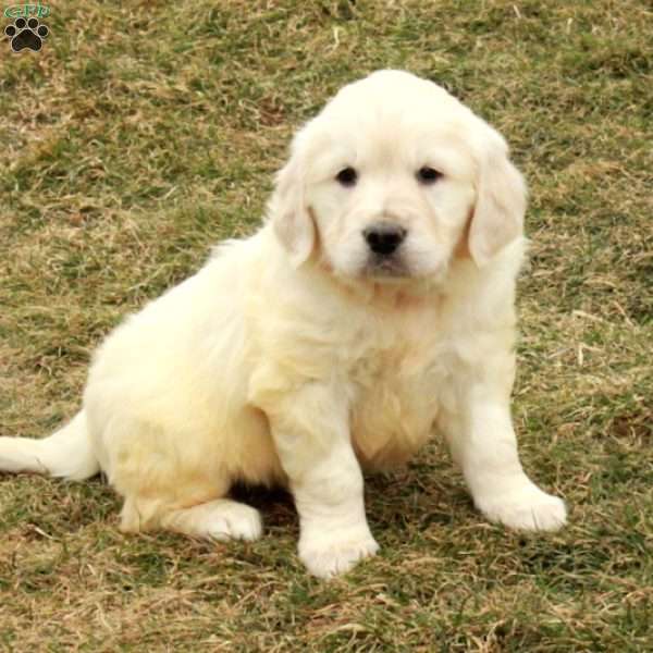 Iggy, English Cream Golden Retriever Puppy